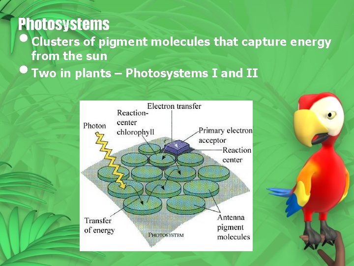 Photosystems • Clusters of pigment molecules that capture energy from the sun • Two