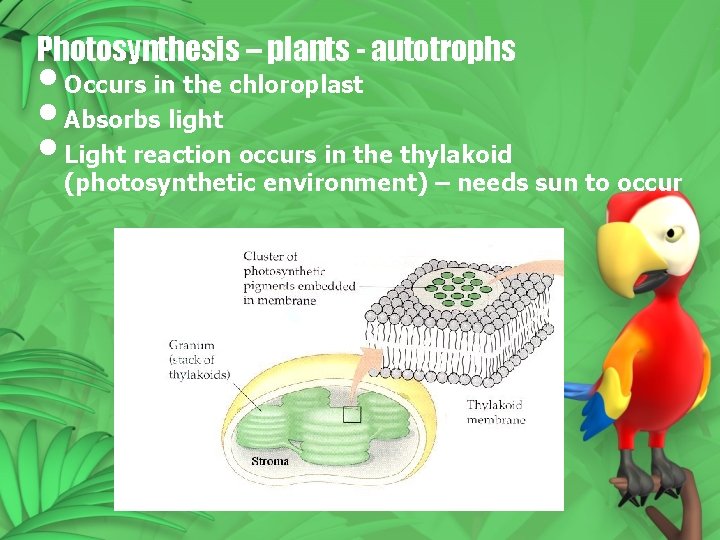 Photosynthesis – plants - autotrophs • Occurs in the chloroplast • Absorbs light •