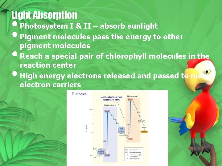 Light Absorption • Photosystem I & II – absorb sunlight • Pigment molecules pass
