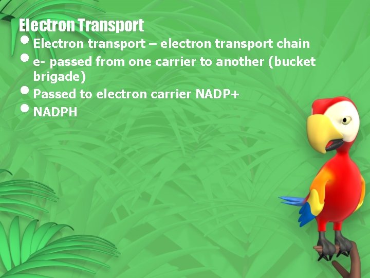 Electron Transport • Electron transport – electron transport chain • e- passed from one