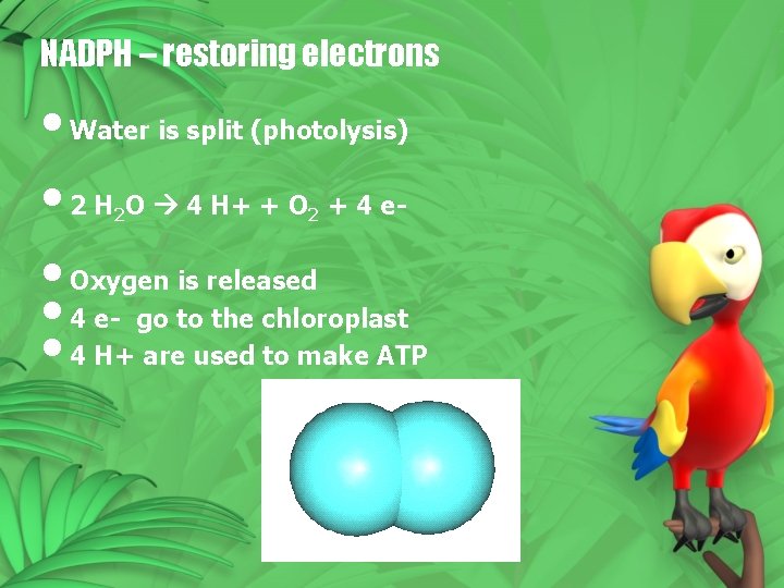 NADPH – restoring electrons • Water is split (photolysis) • 2 H O 4