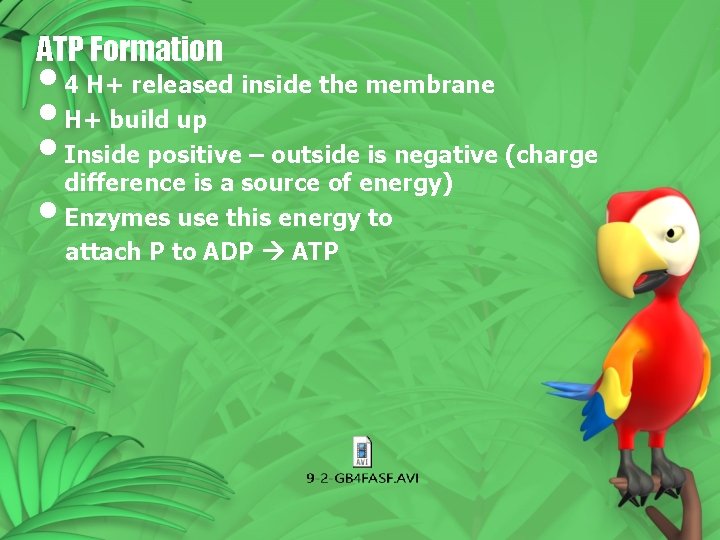 ATP Formation • 4 H+ released inside the membrane • H+ build up •