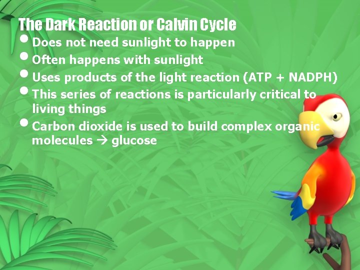 The Dark Reaction or Calvin Cycle • Does not need sunlight to happen •