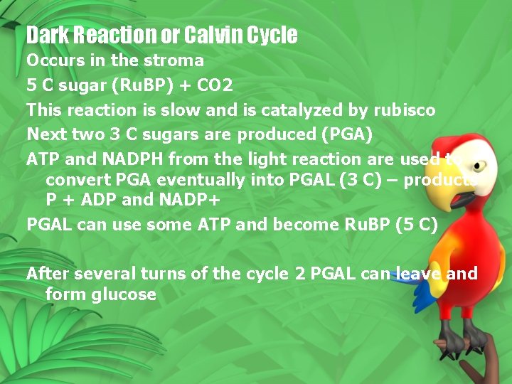 Dark Reaction or Calvin Cycle Occurs in the stroma 5 C sugar (Ru. BP)