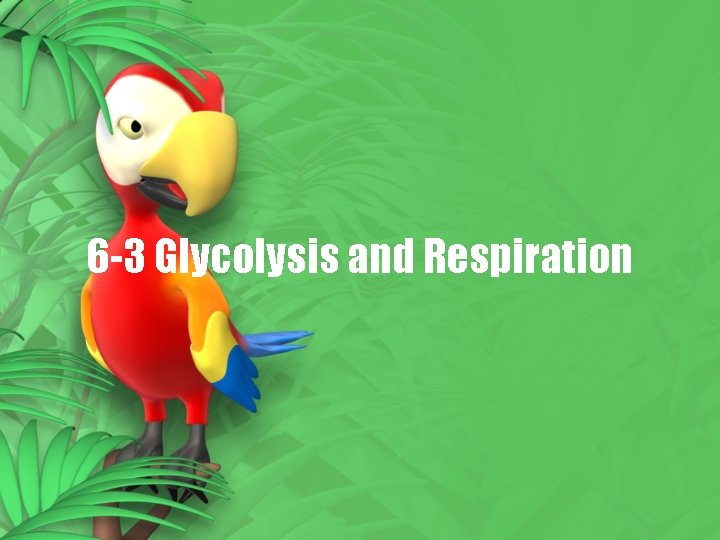 6 -3 Glycolysis and Respiration 
