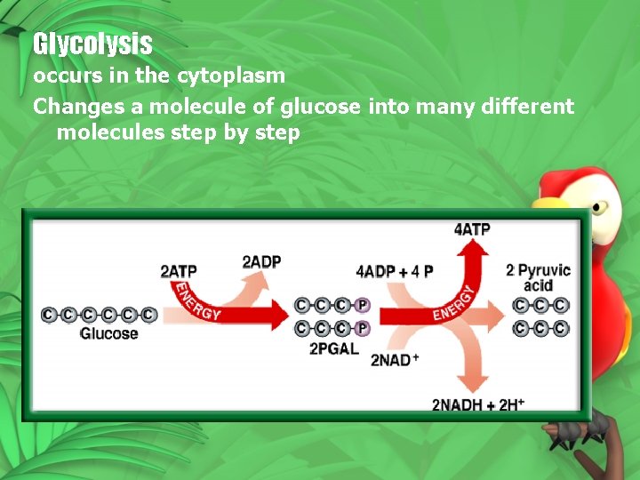 Glycolysis occurs in the cytoplasm Changes a molecule of glucose into many different molecules