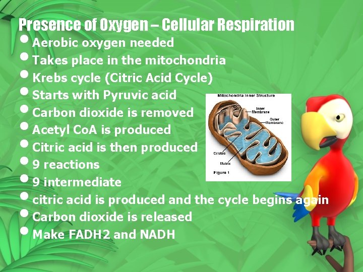 Presence of Oxygen – Cellular Respiration • Aerobic oxygen needed • Takes place in