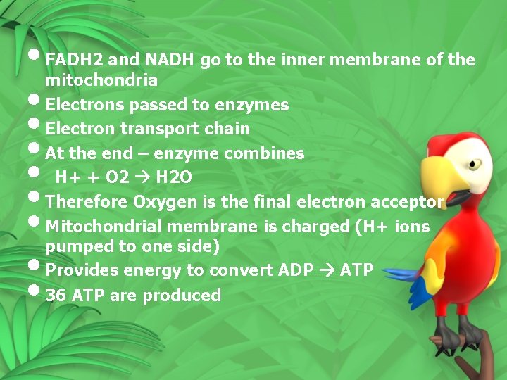  • FADH 2 and NADH go to the inner membrane of the mitochondria