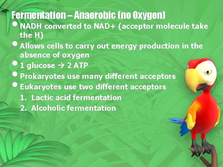 Fermentation – Anaerobic (no Oxygen) • NADH converted to NAD+ (acceptor molecule take the