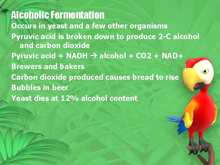 Alcoholic Fermentation Occurs in yeast and a few other organisms Pyruvic acid is broken