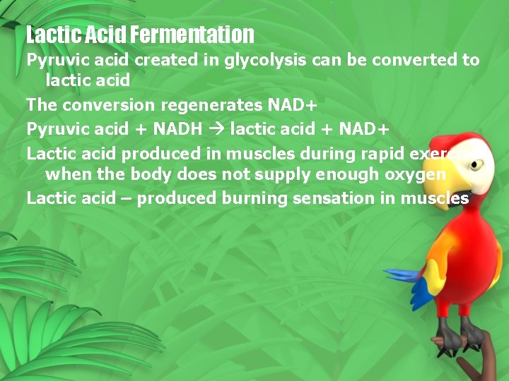 Lactic Acid Fermentation Pyruvic acid created in glycolysis can be converted to lactic acid