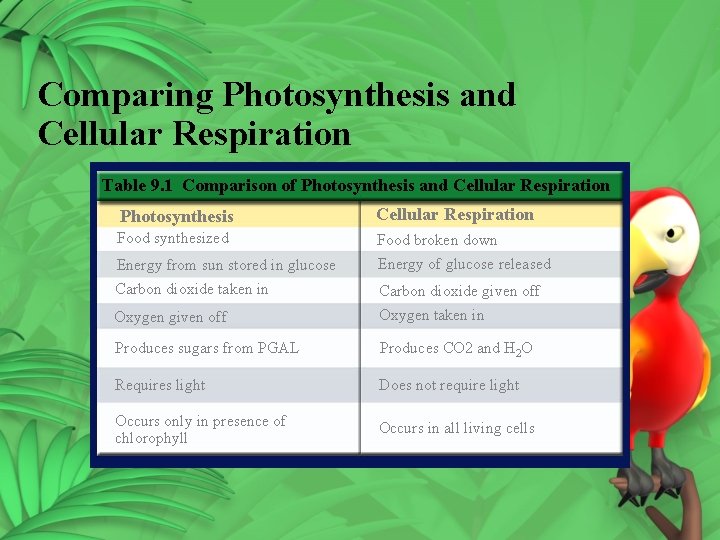 Comparing Photosynthesis and Cellular Respiration Table 9. 1 Comparison of Photosynthesis and Cellular Respiration