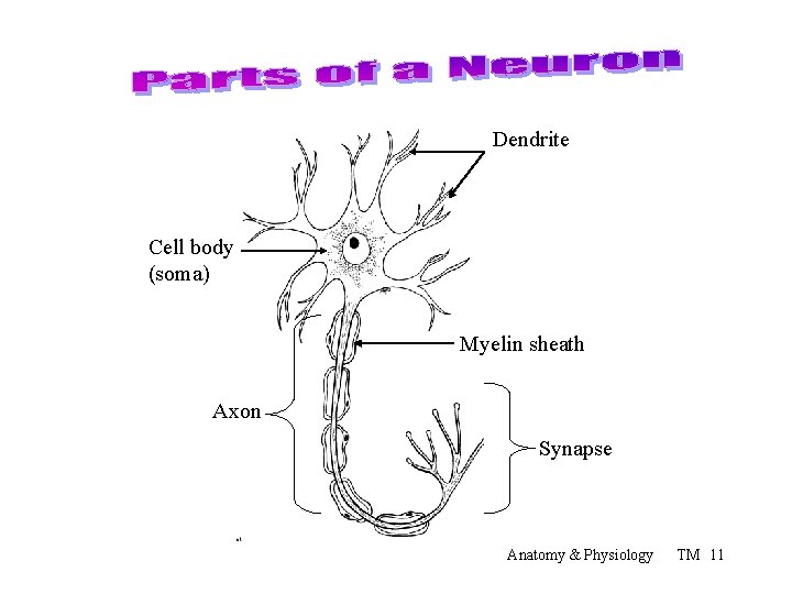 Dendrite Cell body (soma) Myelin sheath Axon Synapse Anatomy & Physiology TM 11 