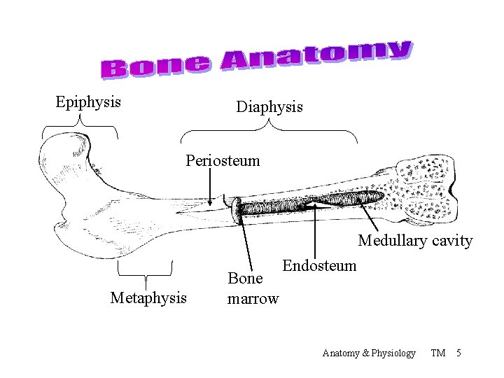 Epiphysis Diaphysis Periosteum Medullary cavity Metaphysis Bone marrow Endosteum Anatomy & Physiology TM 5
