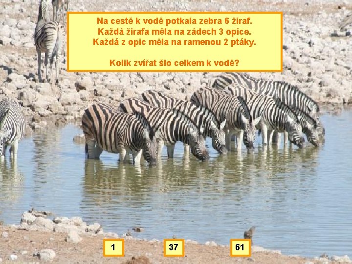 Na cestě k vodě potkala zebra 6 žiraf. Každá žirafa měla na zádech 3
