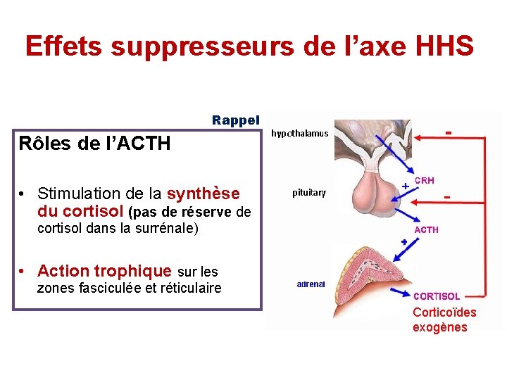 Effets suppresseurs de l’axe HHS Rappel Rôles de l’ACTH • Stimulation de la synthèse