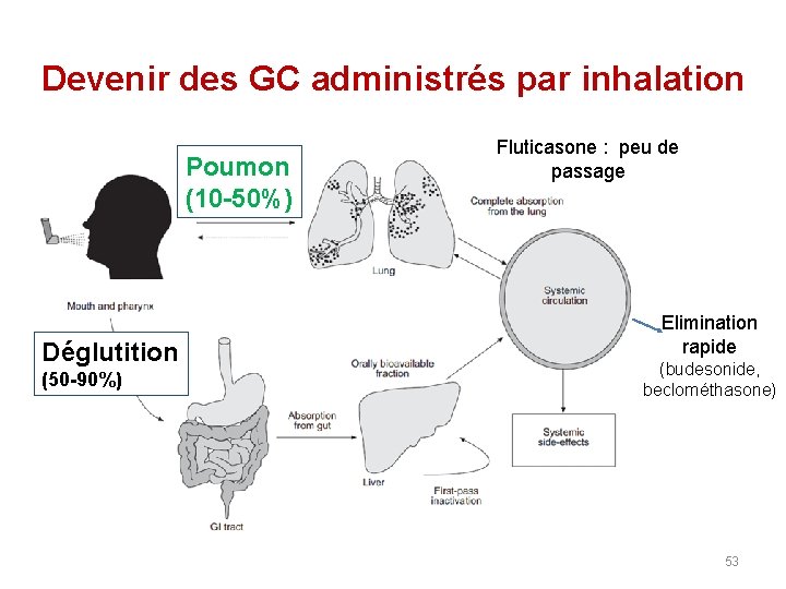 Devenir des GC administrés par inhalation Poumon (10 -50%) Déglutition (50 -90%) Fluticasone :