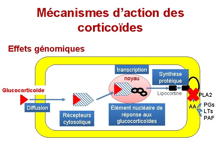 Mécanismes d’action des corticoïdes Effets génomiques transcription noyau Glucocorticoïde Synthèse protéique Lipocortine Diffusion Récepteurs