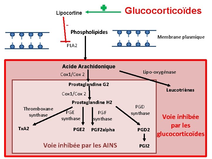 Glucocorticoïdes Lipocortine - Phospholipides Membrane plasmique PLA 2 Acide Arachidonique Cox 1/Cox 2 Lipo-oxygénase