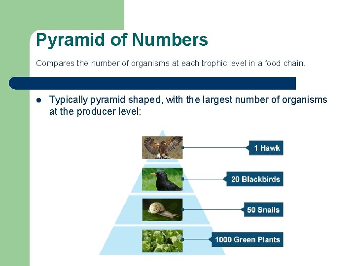 Pyramid of Numbers Compares the number of organisms at each trophic level in a