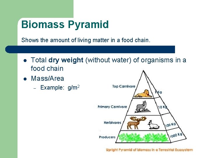 Biomass Pyramid Shows the amount of living matter in a food chain. l l