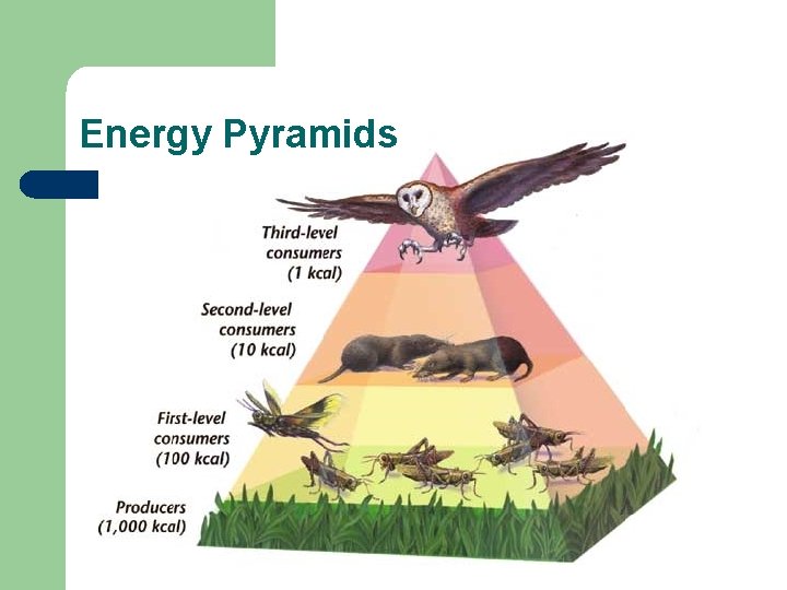 Energy Pyramids 