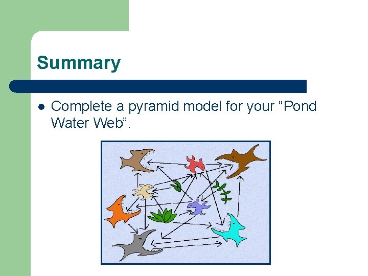 Summary l Complete a pyramid model for your “Pond Water Web”. 