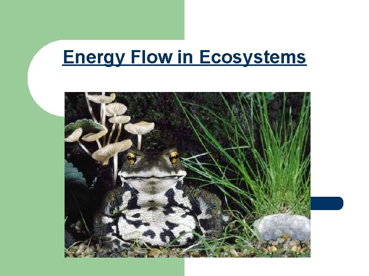 Energy Flow in Ecosystems 