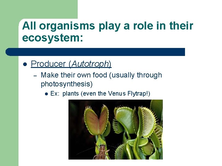 All organisms play a role in their ecosystem: l Producer (Autotroph) – Make their