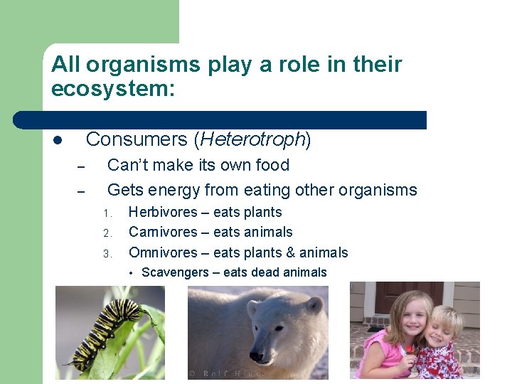 All organisms play a role in their ecosystem: Consumers (Heterotroph) l – – Can’t