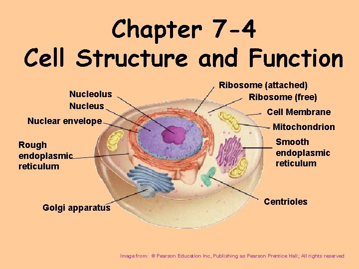 Chapter 7 -4 Cell Structure and Function Nucleolus Nuclear envelope Rough endoplasmic reticulum Golgi