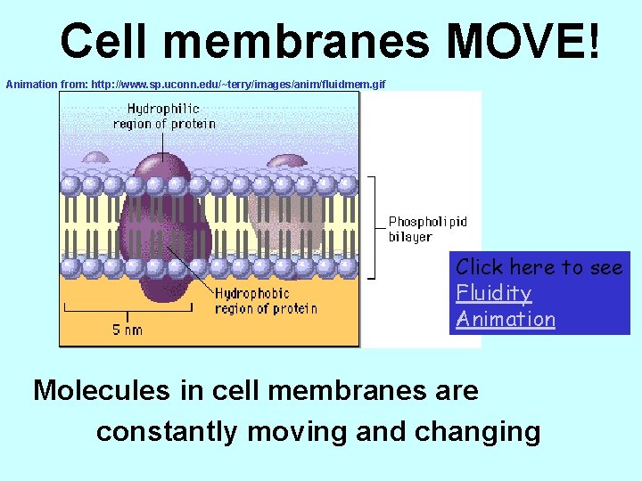 Cell membranes MOVE! Animation from: http: //www. sp. uconn. edu/~terry/images/anim/fluidmem. gif Click here to