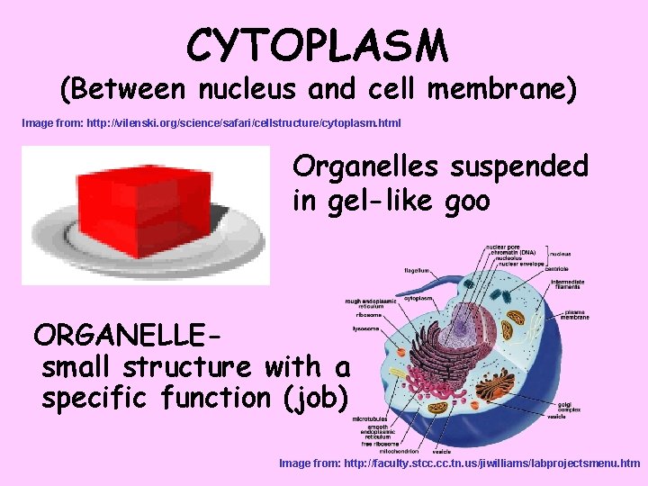 CYTOPLASM (Between nucleus and cell membrane) Image from: http: //vilenski. org/science/safari/cellstructure/cytoplasm. html Organelles suspended