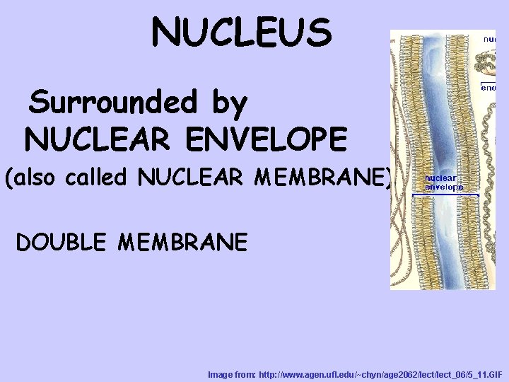 NUCLEUS Surrounded by NUCLEAR ENVELOPE (also called NUCLEAR MEMBRANE) DOUBLE MEMBRANE Image from: http:
