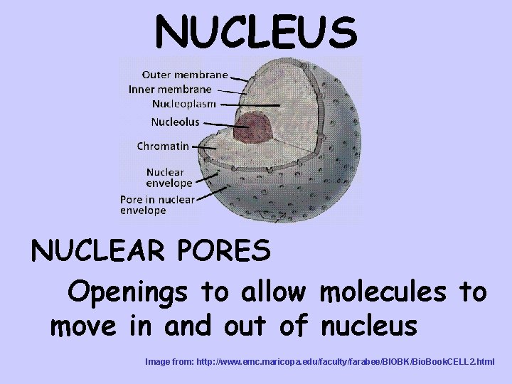 NUCLEUS NUCLEAR PORES Openings to allow molecules to move in and out of nucleus