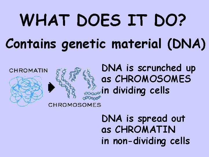 WHAT DOES IT DO? Contains genetic material (DNA) DNA is scrunched up as CHROMOSOMES