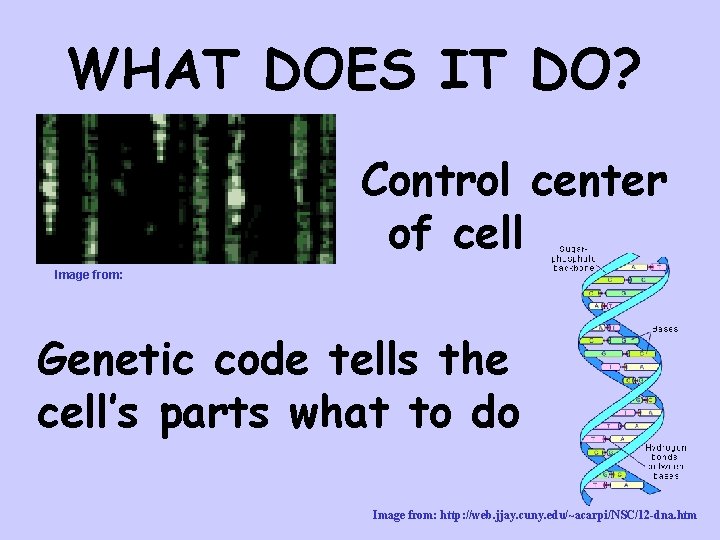 WHAT DOES IT DO? Control center of cell Image from: Genetic code tells the