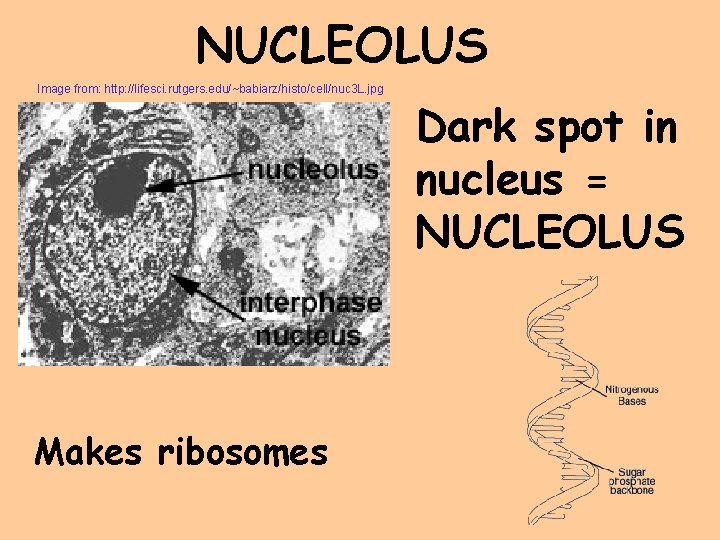 NUCLEOLUS Image from: http: //lifesci. rutgers. edu/~babiarz/histo/cell/nuc 3 L. jpg Makes ribosomes Dark spot