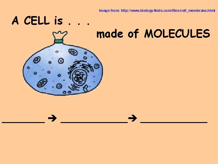 A CELL is. . . Image from: http: //www. biology 4 kids. com/files/cell_membrane. html