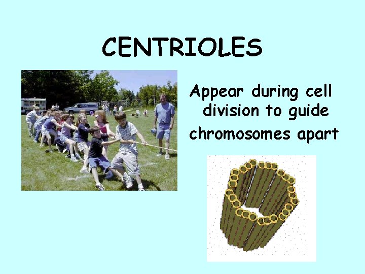 CENTRIOLES Appear during cell division to guide chromosomes apart 