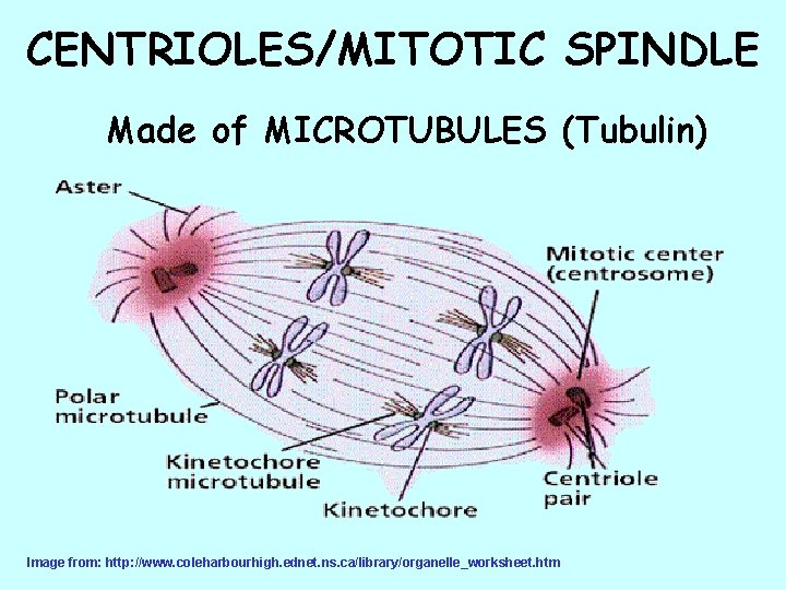 CENTRIOLES/MITOTIC SPINDLE Made of MICROTUBULES (Tubulin) Image from: http: //www. coleharbourhigh. ednet. ns. ca/library/organelle_worksheet.