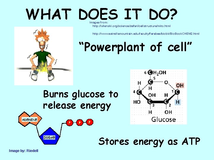 WHAT DOES IT DO? Images from: http: //vilenski. org/science/safari/cellstructure/mito. html http: //www. estrellamountain. edu/faculty/farabee/biobk/Bio.