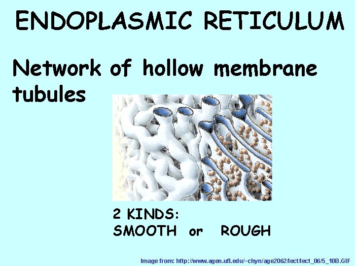 ENDOPLASMIC RETICULUM Network of hollow membrane tubules 2 KINDS: SMOOTH or ROUGH Image from: