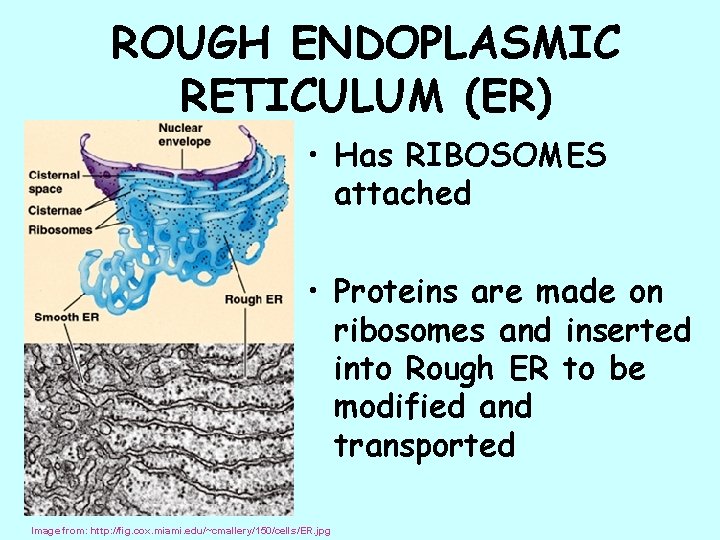 ROUGH ENDOPLASMIC RETICULUM (ER) • Has RIBOSOMES attached • Proteins are made on ribosomes