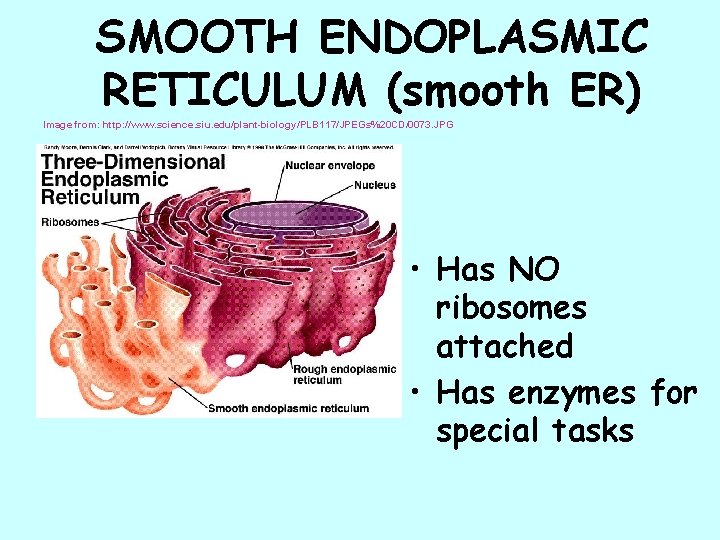 SMOOTH ENDOPLASMIC RETICULUM (smooth ER) Image from: http: //www. science. siu. edu/plant-biology/PLB 117/JPEGs%20 CD/0073.