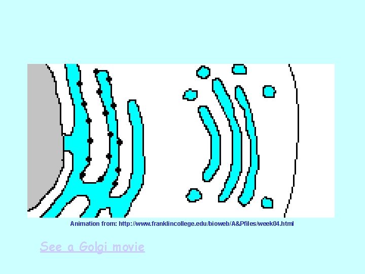 Animation from: http: //www. franklincollege. edu/bioweb/A&Pfiles/week 04. html See a Golgi movie 