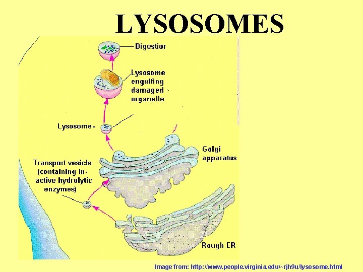 LYSOSOMES Image from: http: //www. people. virginia. edu/~rjh 9 u/lysosome. html 