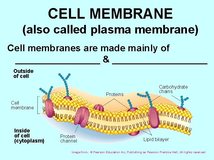 CELL MEMBRANE (also called plasma membrane) Cell membranes are made mainly of ________ &