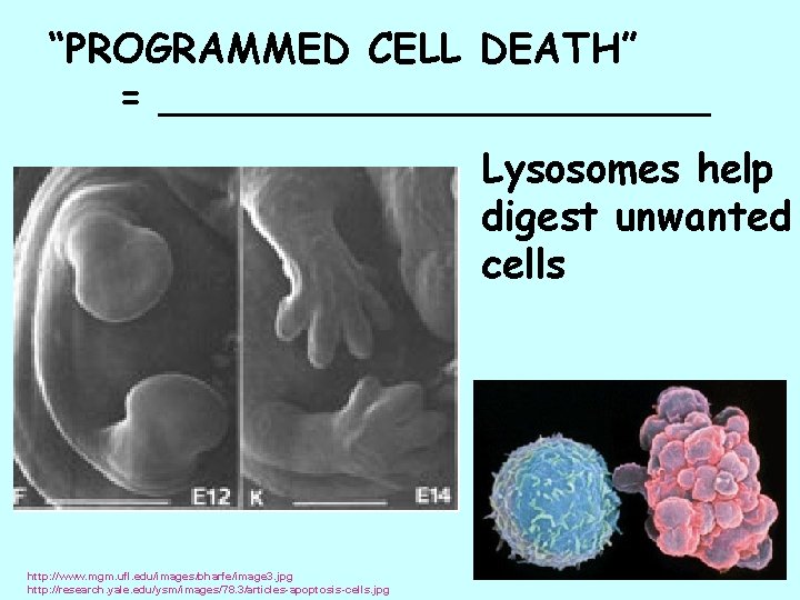“PROGRAMMED CELL DEATH” = ___________ Lysosomes help digest unwanted cells http: //www. mgm. ufl.