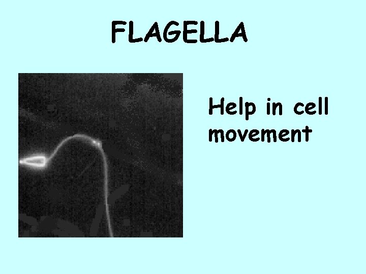 FLAGELLA Help in cell movement 